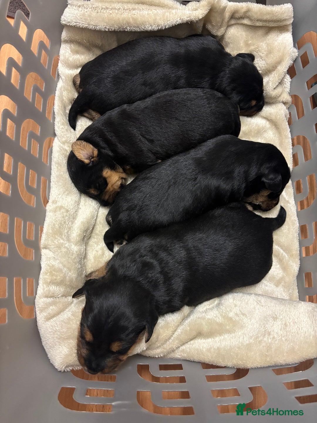 Mixed Breed dogs for sale: Lovely Lakeland Terrier Puppies  - Advert 3