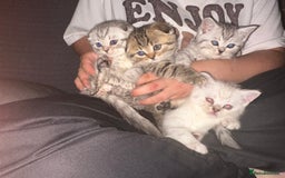Scottish Fold cats for sale: !🆘🆘Scottish shorthair (silver chinchilla)❤️❤️❤️ - Image 24