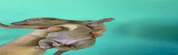 Italian Greyhound dogs for sale: Stunning Italian Greyhound Puppies  - Advert 6