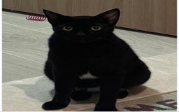 Mixed Breed cats for adoption: VASYA- HANDSOME AFFECTIONATE NEUTERED BOY - Image 6