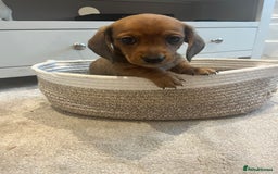 Miniature Dachshund dogs for sale: Beautiful miniature dachshunds L/H+S/H - Image 4
