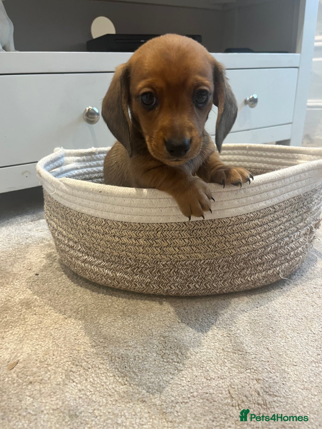 Miniature Dachshund dogs for sale: Beautiful miniature dachshunds L/H+S/H - Image 4