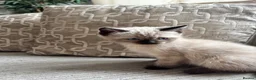Ragdoll cats for sale: Ragdoll x mink tonkinese kittens  - Advert 3