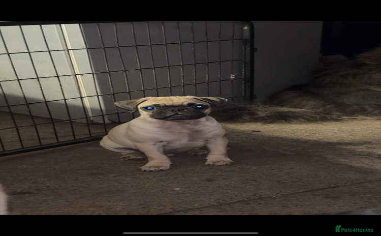 Pug dogs - Advert 3