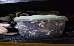 Snails invertebrates for sale: Giant african land snail for feeding  - Image 2
