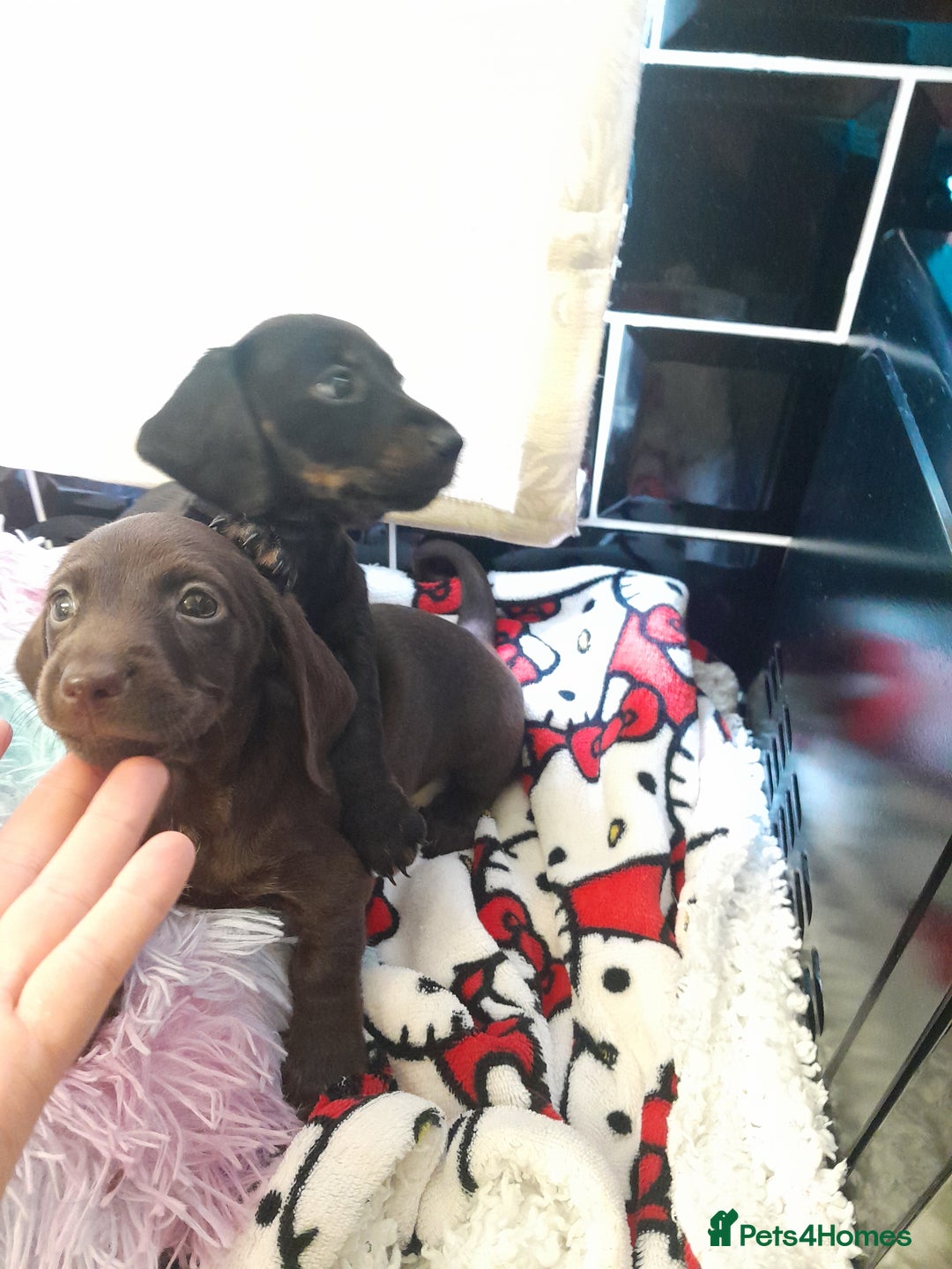 Miniature Dachshund dogs for sale: Miniature dachshunds  - Image 3
