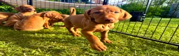 Hungarian Vizsla dogs for sale: KC REGISTERED VIZSLA PUPPIES  in Knutsford - Advert 7
