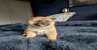 Japanese Shiba Inu dogs Lovely Shiba Inu Puppies, Last One Left - Advert 5