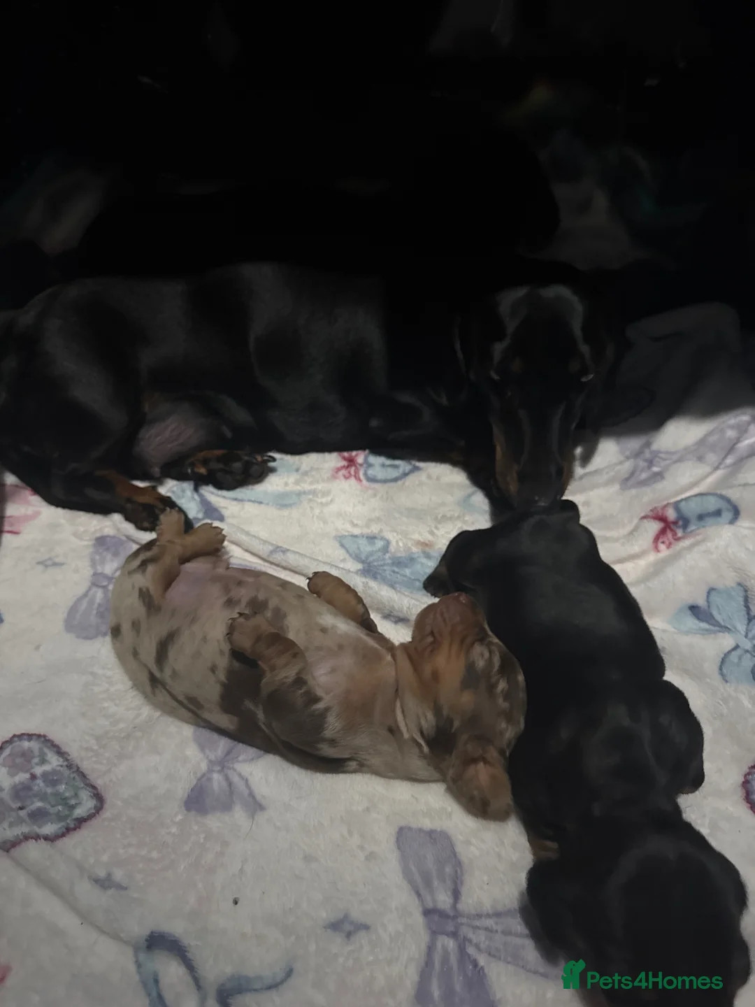 Miniature Dachshund dogs for sale: Miniature short haired Dashounds - Advert 6