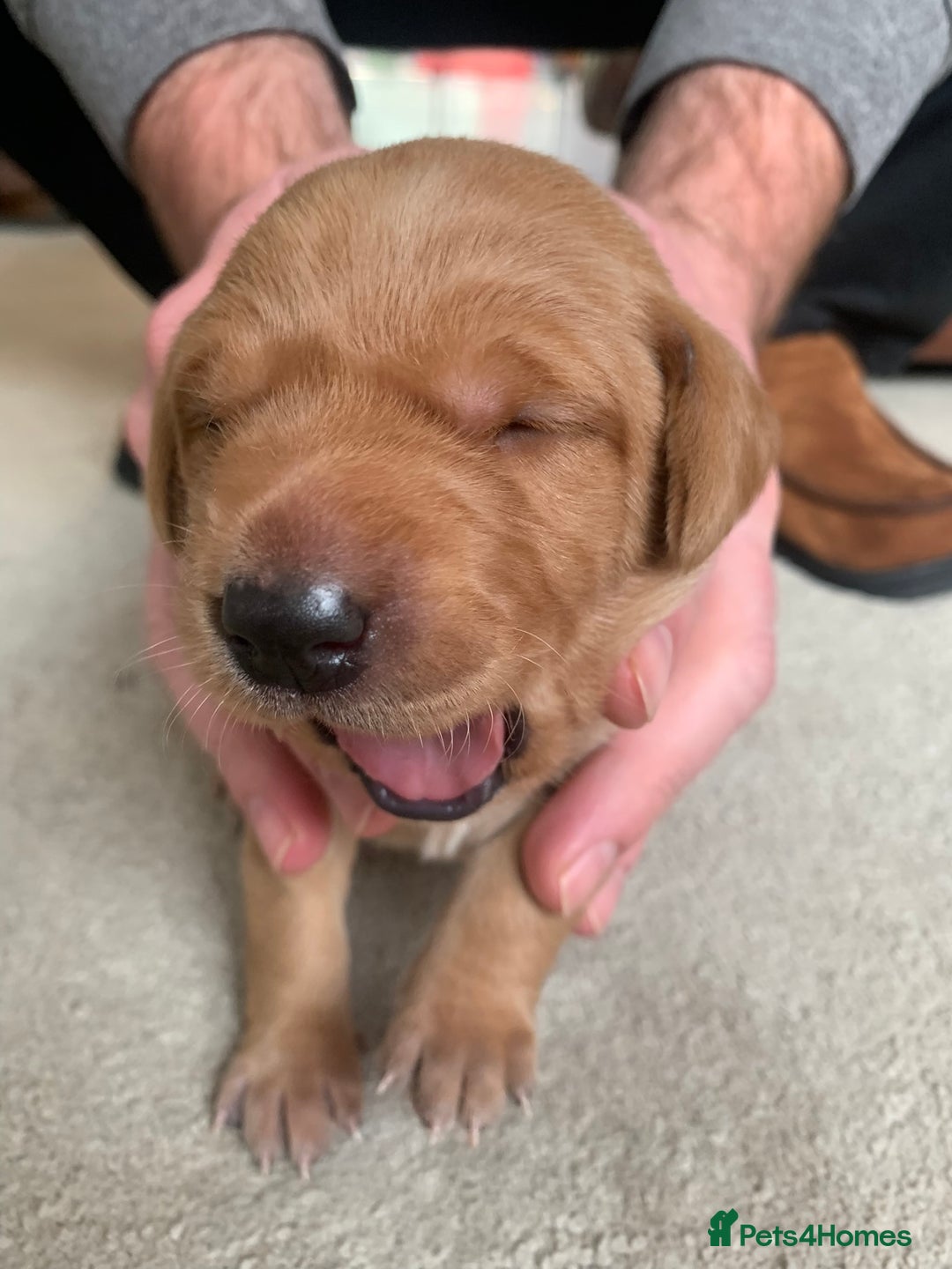 Labrador Retriever dogs for sale: ✨ Stunning 5 Male & 3 Female Fox Red Lab Puppies - Advert 39