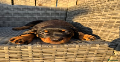 Rottweiler dogs - Advert 11