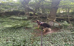 Mixed Breed dogs for adoption: Filip - 2yr old medium sized mixed breed - Image 5