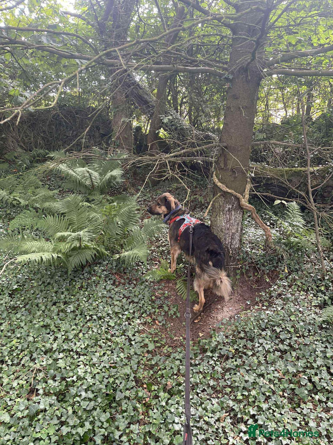 Mixed Breed dogs for adoption: Filip - 2yr old medium sized mixed breed - Image 5