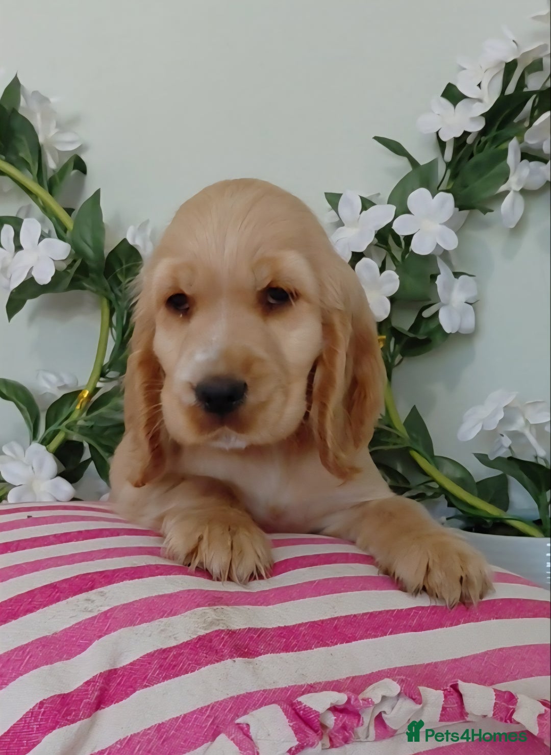 Cocker Spaniel dogs for sale: Ready today KC Show Winning Breeding - Image 13