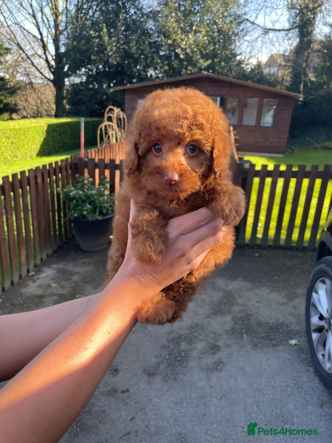 Toy Poodle dogs for stud: Fox Red KC Toy Poodle for stud. - Advert 2
