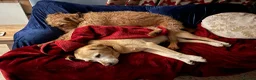 Hungarian Vizsla dogs for sale: 11 amazing wire haired vizsla puppies - Advert 22