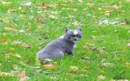 Chihuahua dogs for sale: KC REG HEALTH TESTED CHIHUAHUA BABIES - Image 5
