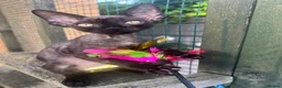 Devon Rex cats for sale: Affectionate Devon Rex kittens - Advert 2