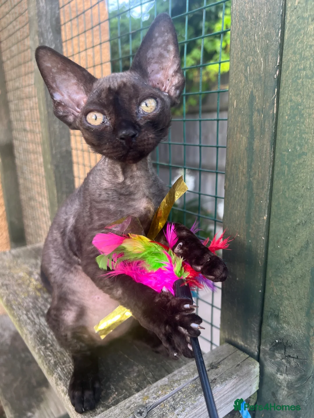 Devon Rex cats for sale: Affectionate Devon Rex kittens - Advert 2