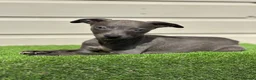 Whippet dogs for sale: Blue whippets  - Advert 21