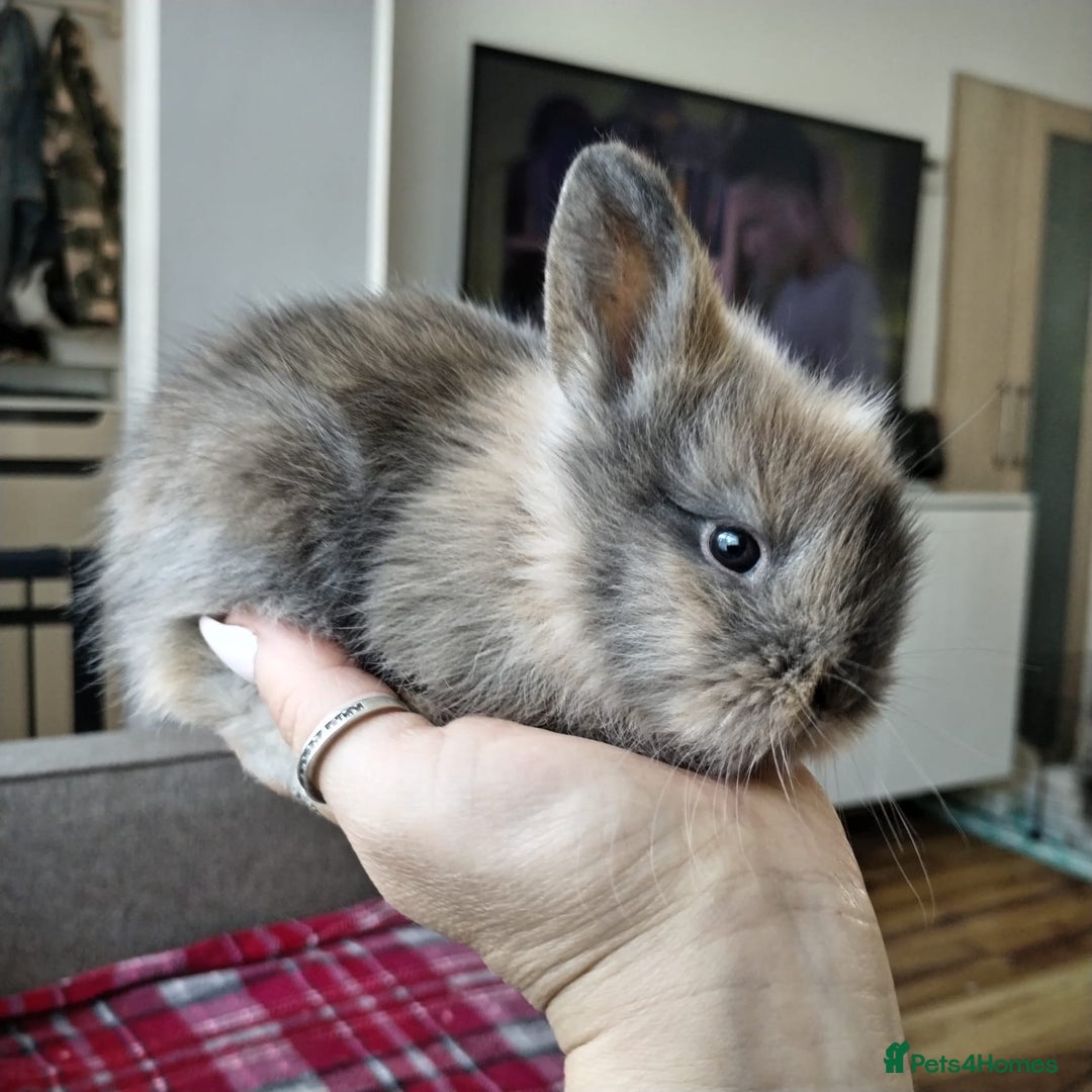 Lionhead rabbits for sale: Pure Breed Fluffy Double Mained Lionhead Boy - Image 8