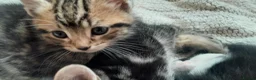 European cats for sale: 5 kittens - Advert 23
