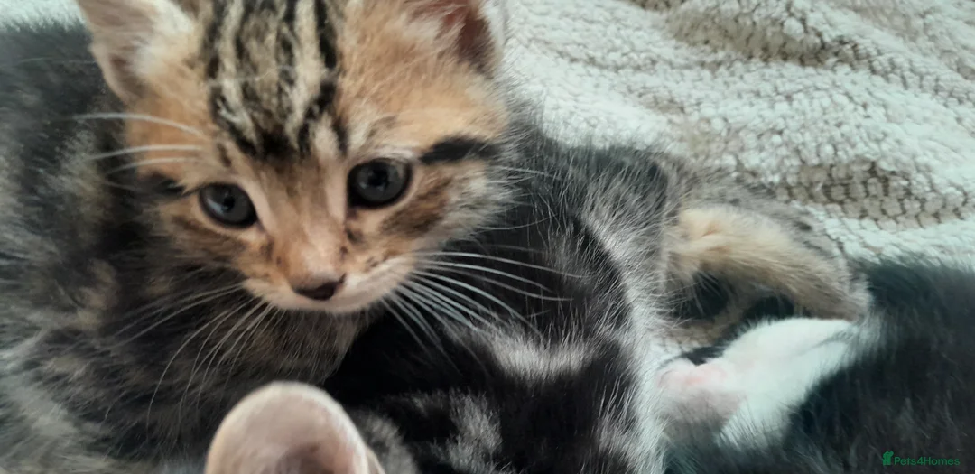 European cats for sale: 5 kittens - Advert 23