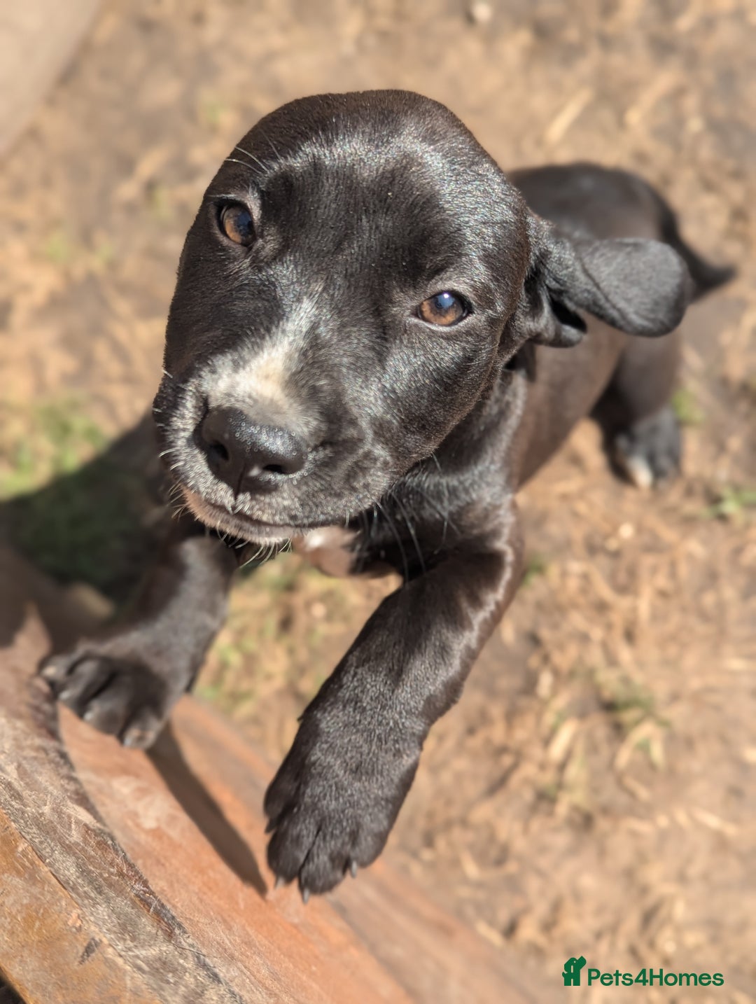 Mixed Breed dogs for sale: Lovely springer spaniel/Staffordshire bull terrier - Image 8