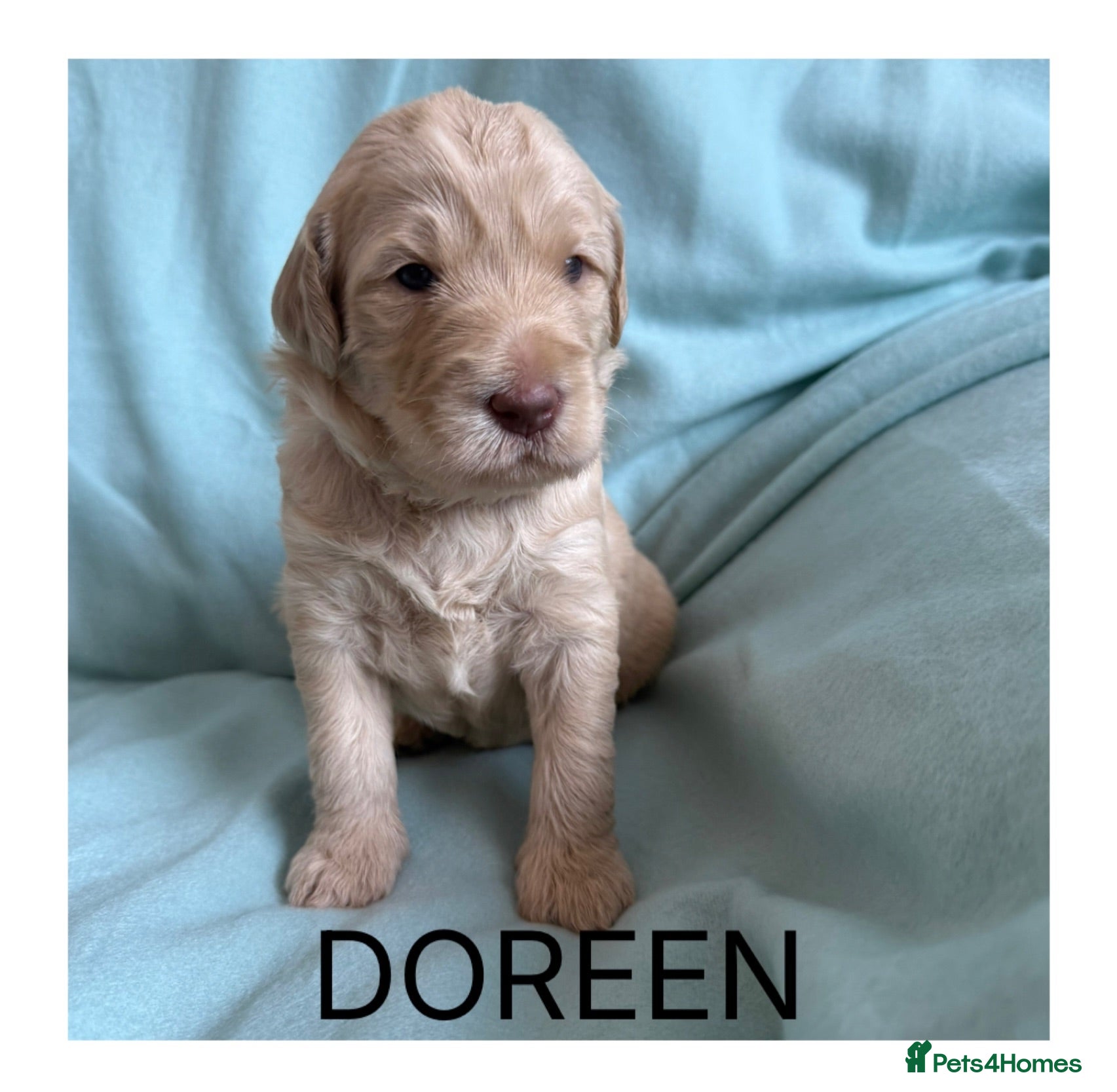 Mixed Breed dogs Multigeneration Cream/Apricot Double Doodles  - Advert 2
