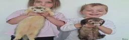 Ferret rodents for sale: Silly tame ferrets - Advert 3