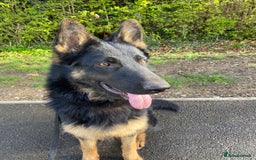 German Shepherd dogs for sale: Freddie  - Image 3