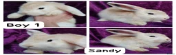Mini Lion Lop rabbits for sale: Mini lion head lop  - Advert 20