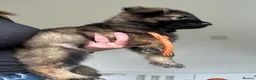 German Shepherd dogs for sale: 9 GSD pups for sale - Advert 2