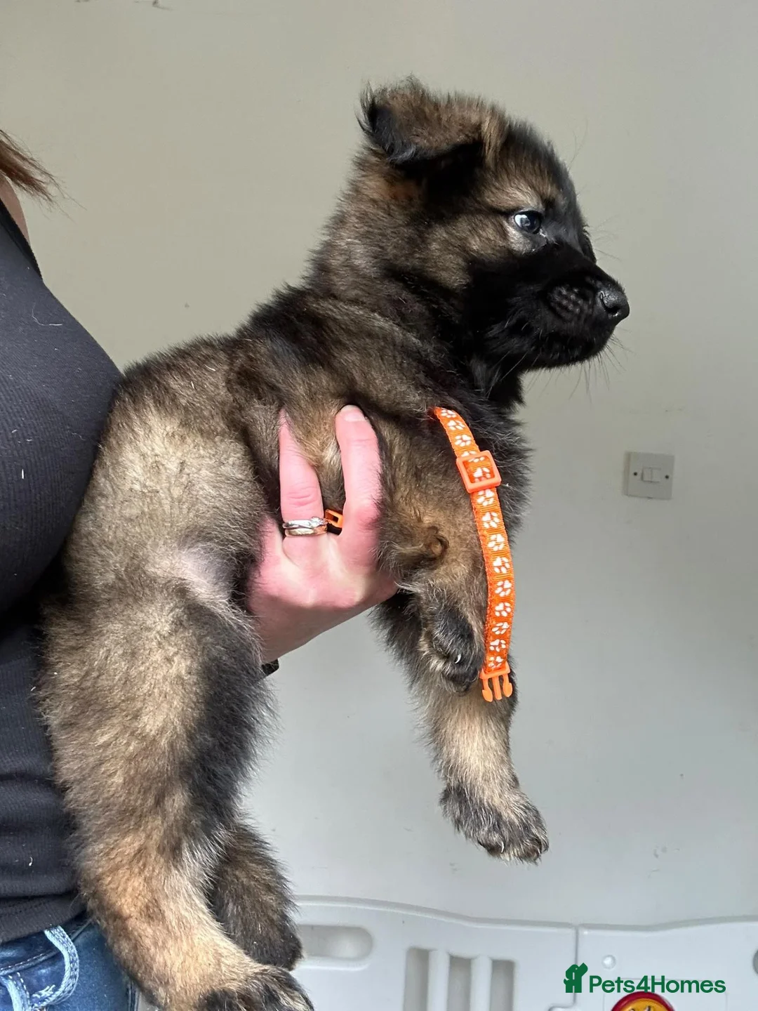German Shepherd dogs for sale: 9 GSD pups for sale - Advert 2