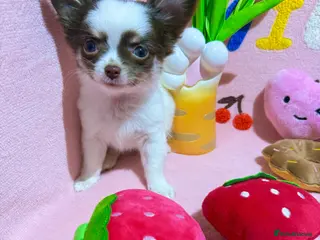 Chihuahua dogs 🔥long-haired Chihuahua puppies for sale - Advert 2