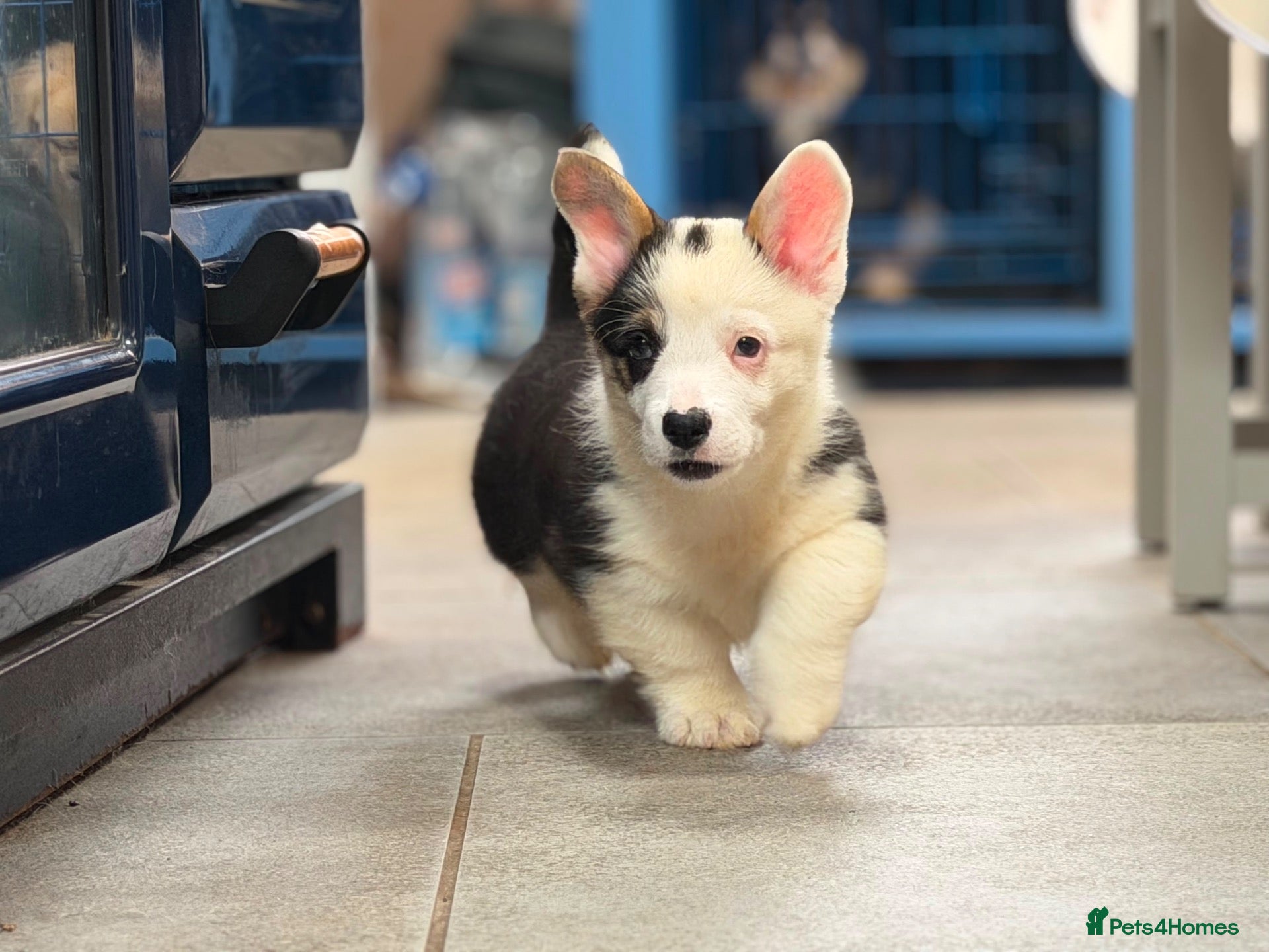 Welsh Corgi Pembroke dogs Welsh Pembroke Corgi puppies  - Advert 13