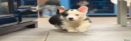 Welsh Corgi Pembroke dogs for sale: Welsh Pembroke Corgi puppies  - Advert 1