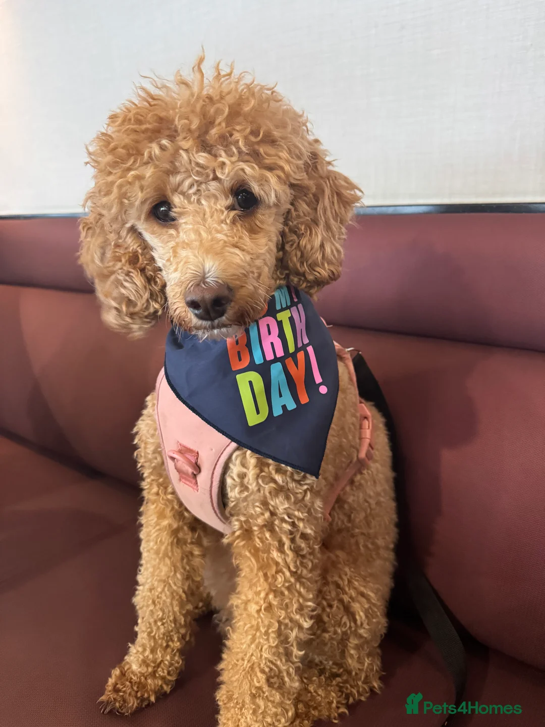 Miniature Poodle dogs for sale: Mini Poodle Puppies-KC Registered-Red-Beige  in Buckhurst Hill - Advert 4