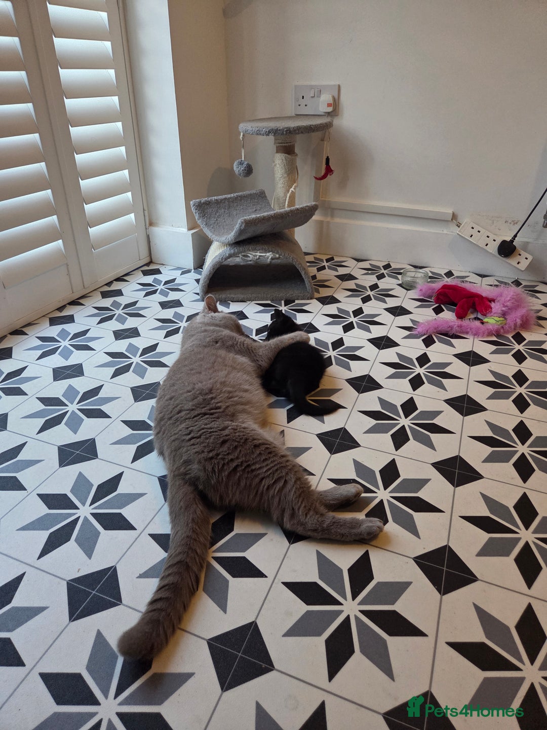 Mixed Breed cats for sale: British shorthair cross - Advert 6