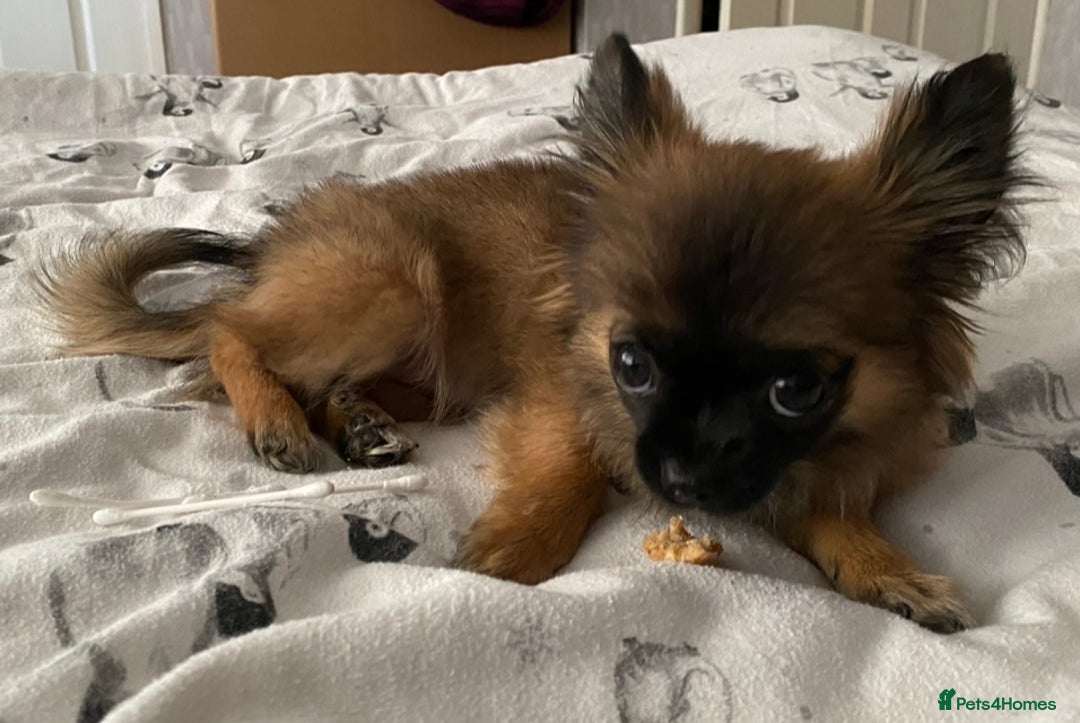Mixed Breed dogs for sale: Beautiful Small Puppy Looking For A Loving Home - Advert 5