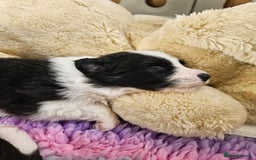 Border Collie dogs for sale: B. C. Puppies black and white kc reg - Advert 18