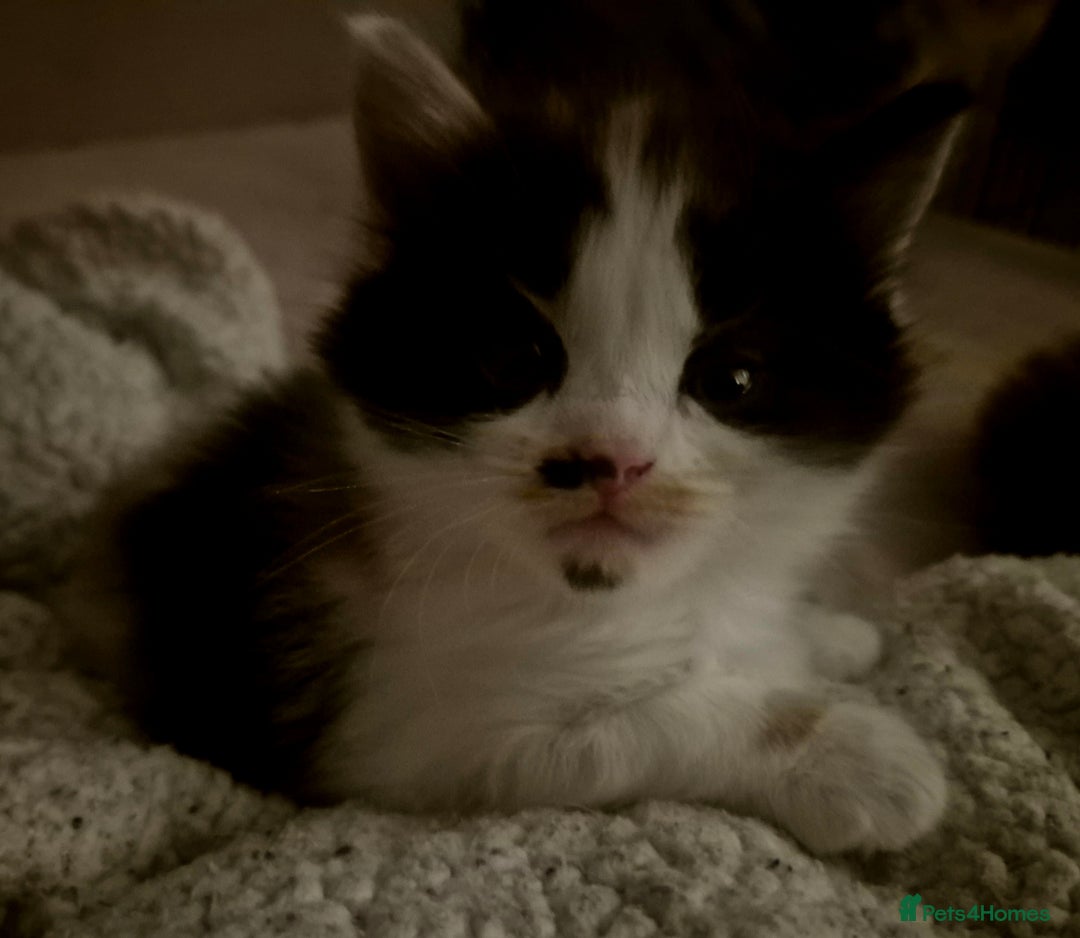 Mixed Breed cats for sale: British blue x Maine Coon x domestic long hair - Image 9