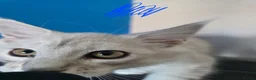 Maine Coon cats for sale: Ready Immediately. TICA 100% Maine Coon rare color - Advert 11