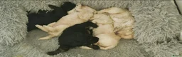 Cockapoo dogs for sale: Five F1 gorgeous Cockapoos mother & father present - Advert 13