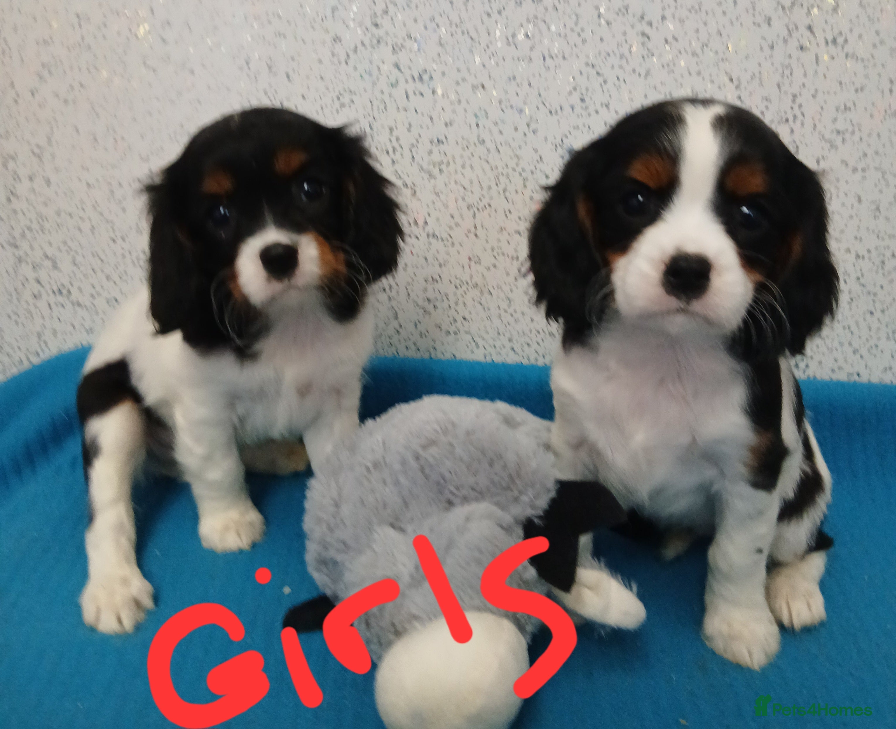 Cavalier King Charles Spaniel dogs READY NOW Gorgeous puppies - Advert 1