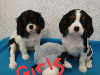 Cavalier King Charles Spaniel dogs Gorgeous puppies - Advert 3
