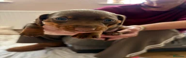 Dachshund 2