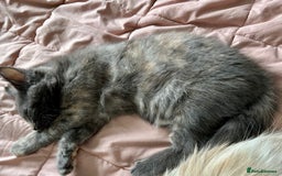 Mixed Breed cats for sale: READY NOW! Beautiful Maine Coon x female - Image 10