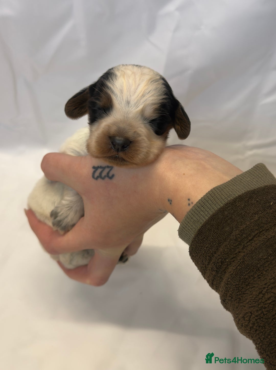 Cocker Spaniel dogs for sale: Bred From Extensively Health Tested Parents  - Advert 4