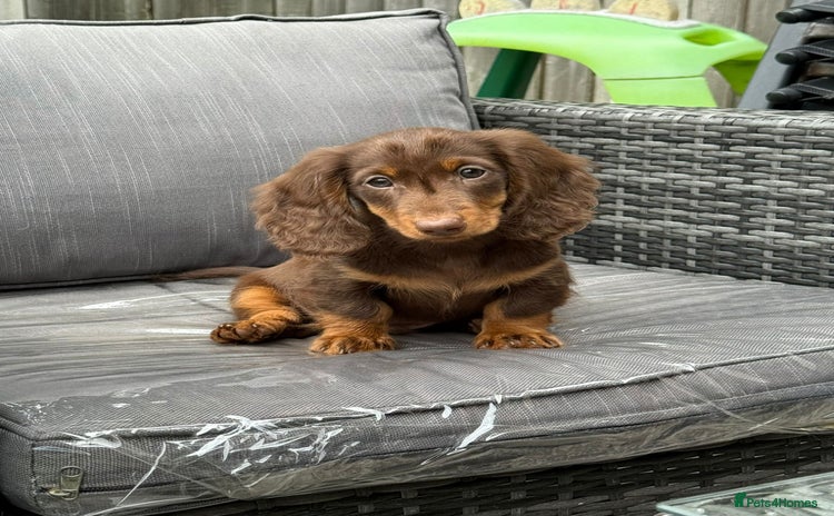 Miniature Dachshund dogs - Advert 15
